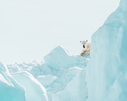 Un ours polaire au sommet d’une falaise de glace