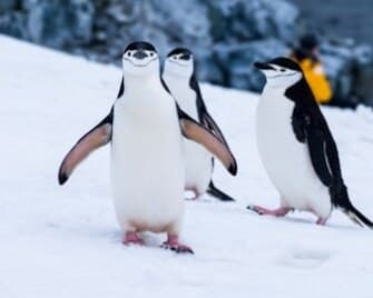 Trois manchots à jugulaire sur la neige