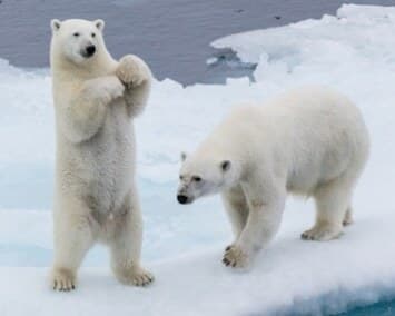 Deux ours polaires sur la banquise, l’un dressé sur ses pattes arrière