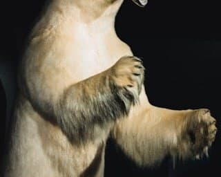Un ours polaire naturalisé dressé sur ses pattes arrière, sur fond noir