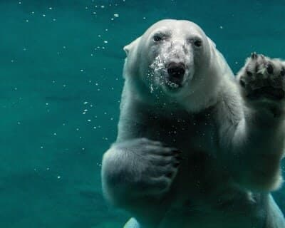 Un ours polaire nage sous l’eau