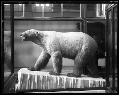 Un ours polaire naturalisé sur un bloc de glace, en noir et blanc