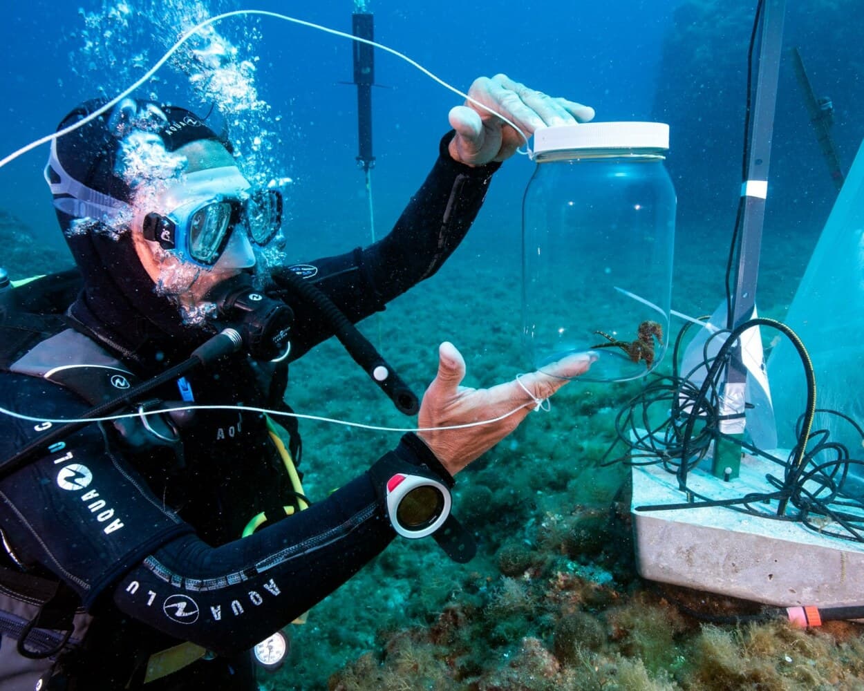 Un plongeur manipule un bocal d’échantillonnage au-dessus d’un herbier sous-marin